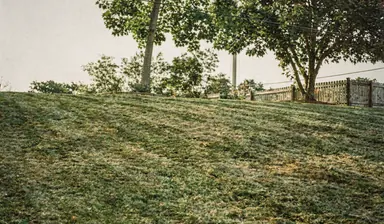 Lawn under two mature maples with patches of sky showing through the canopy and dappled light on the grass, generated illustration